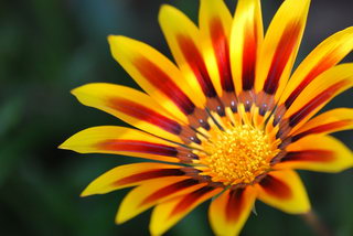 گازانیا اسپلندنس